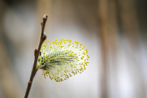 close up of a willow catkin
