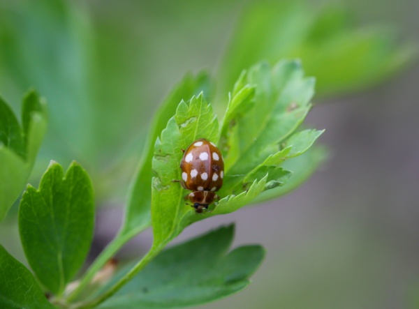 a red ladybug with evielen dots