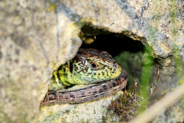 a male fence lizard hides and