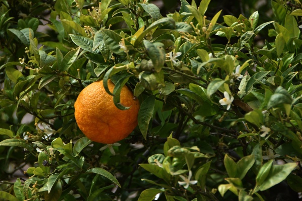 orange tree in valldemossa on mallorca