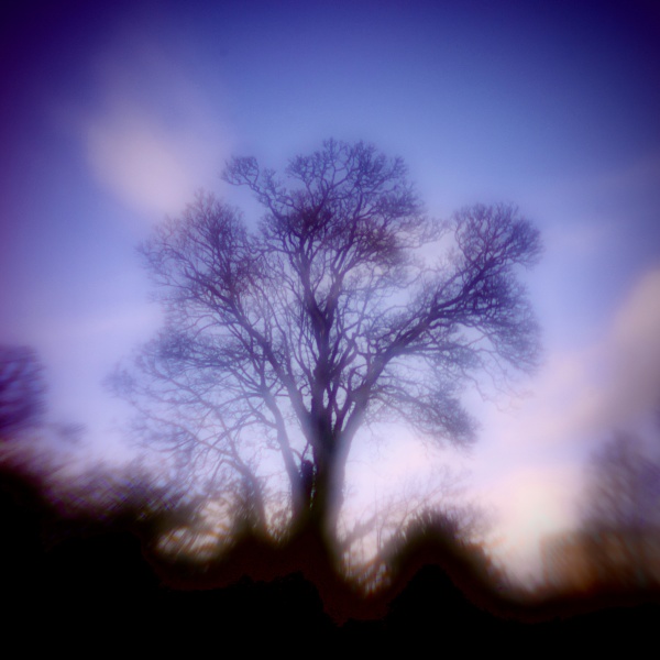 folk horror inspired images of trees