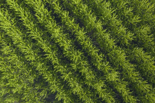 drone view of rows of green