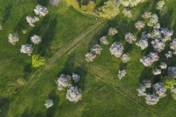 drone view of cherry trees blossoming