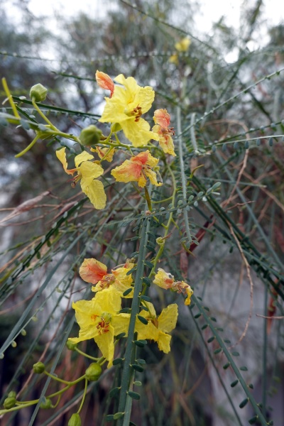 Media-id 33724454