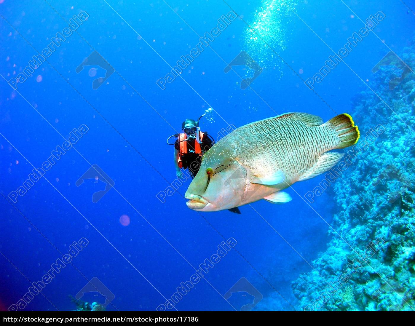 Napoleon fish - Stock image #17186 | PantherMedia Stock Agency