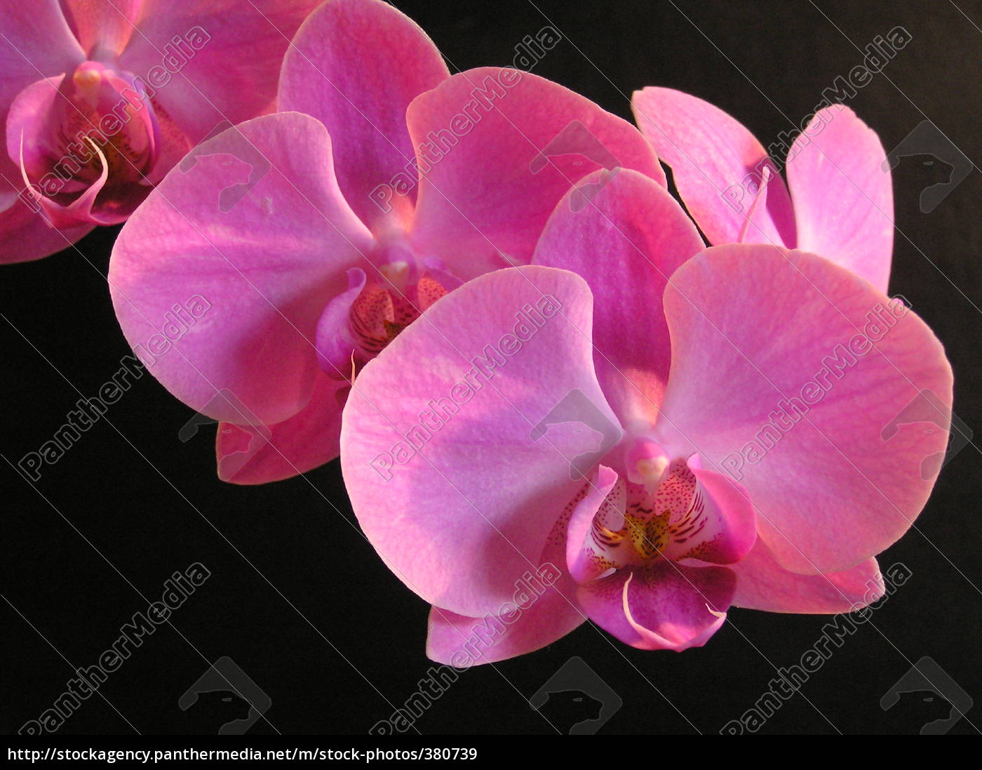 Orchid Flower Meaning In Bengali Best Flower Site