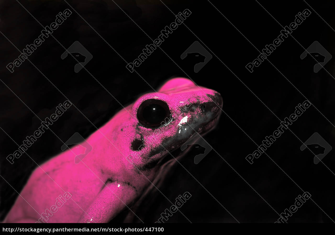 Poison dart frog V - Royalty free photo #447100 | PantherMedia Stock Agency