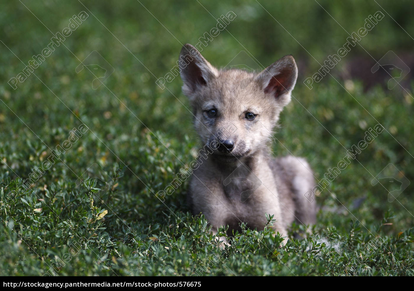 Young Wolf Royalty Free Image 576675 Panthermedia Stock Agency