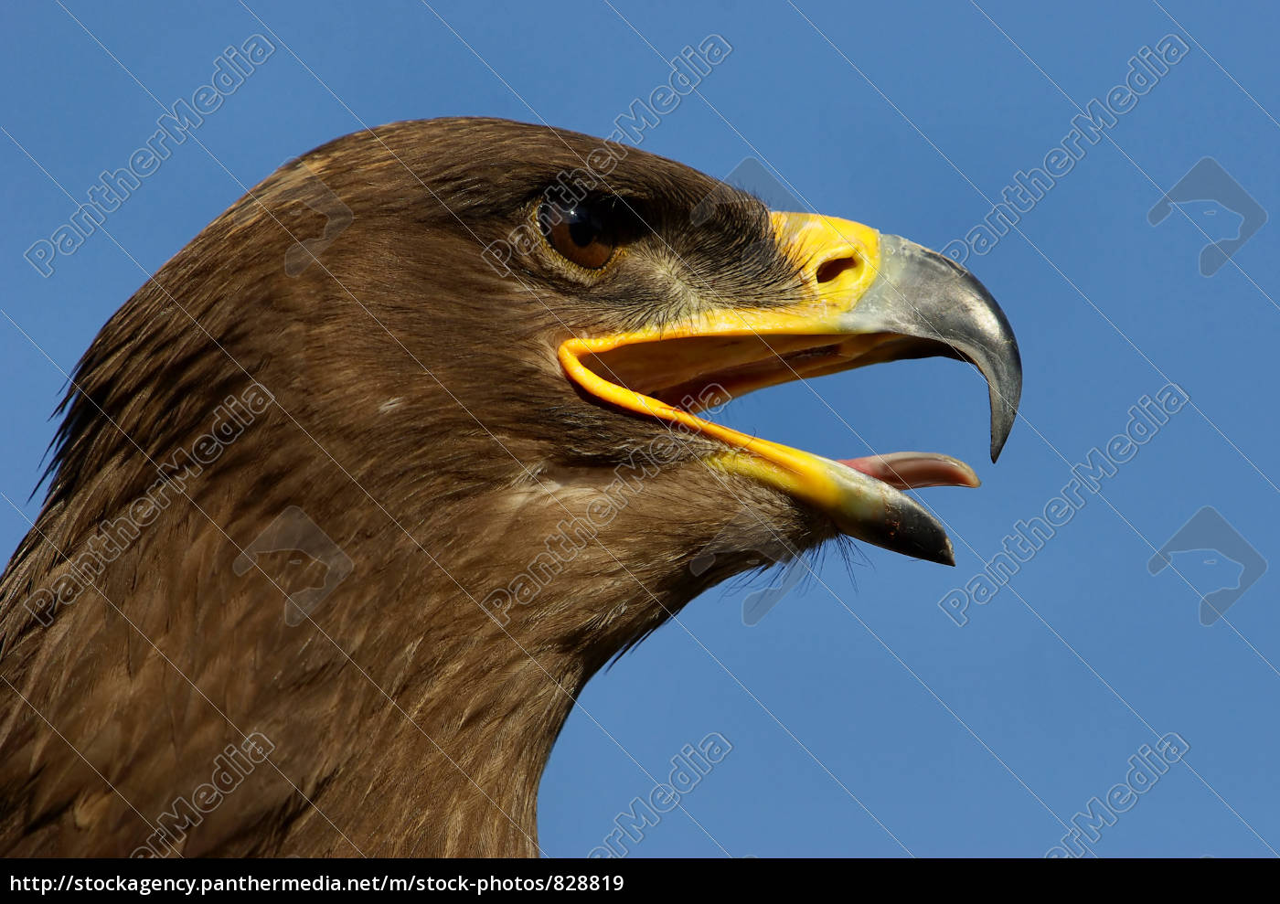 Royalty Free Image 828819 Eagle Cry