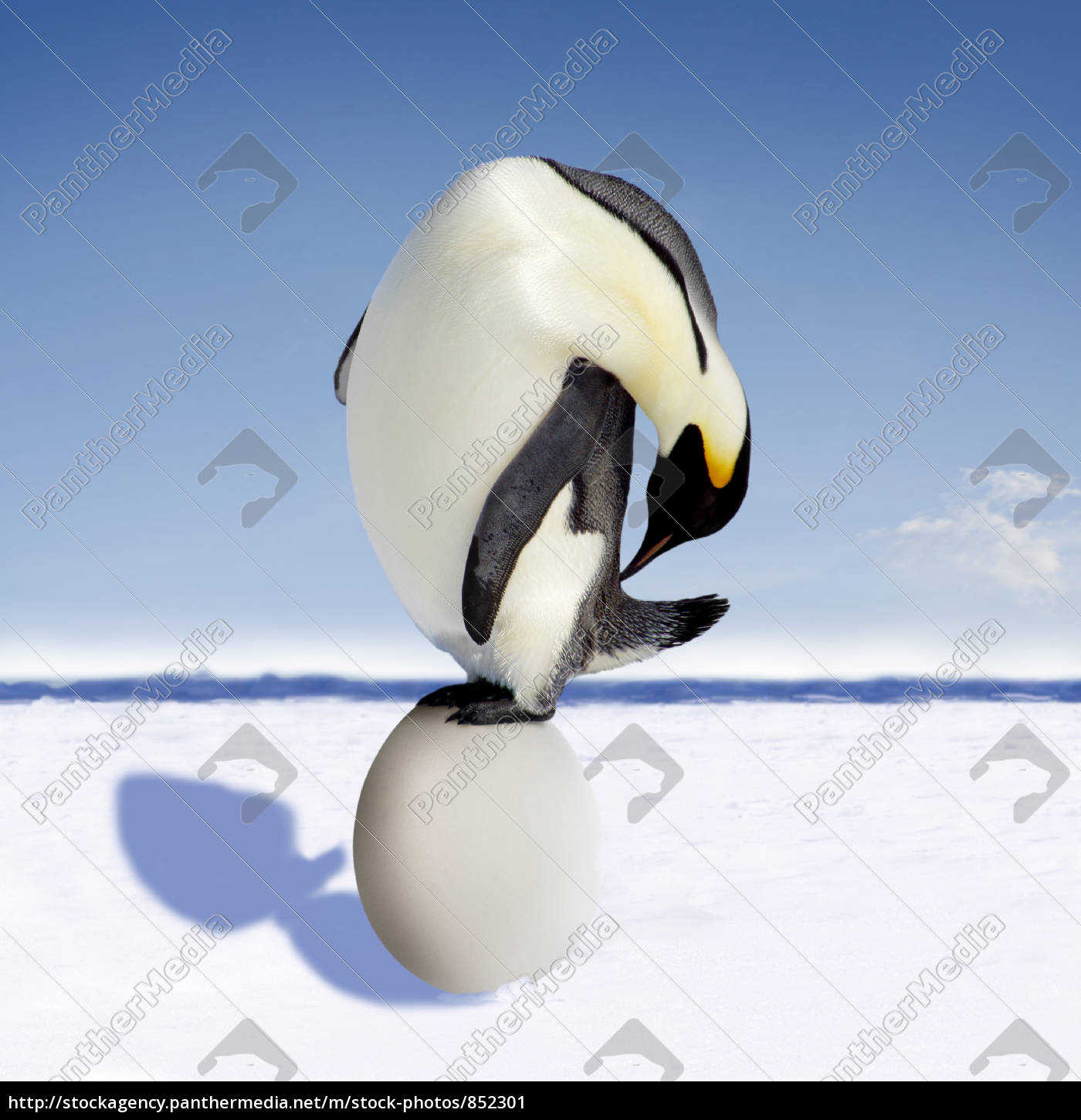 Penguin Egg Stock Photo 852301 Panthermedia Stock Agency
