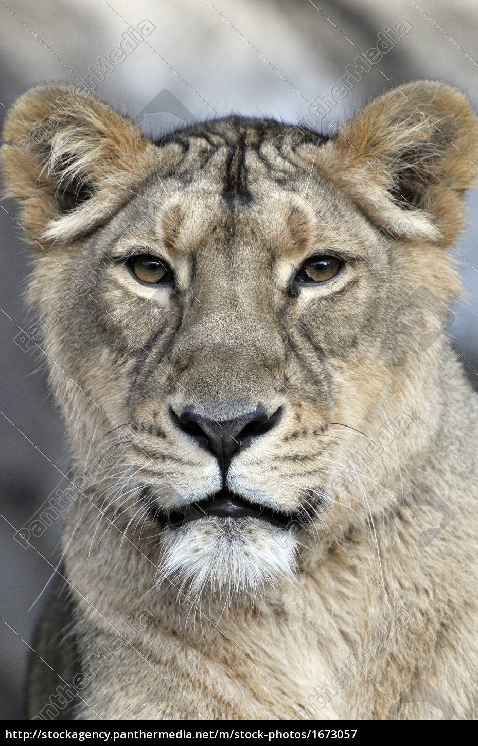 Loewe Lion Panthera Leo Portrait Stock Photo Panthermedia Stock Agency