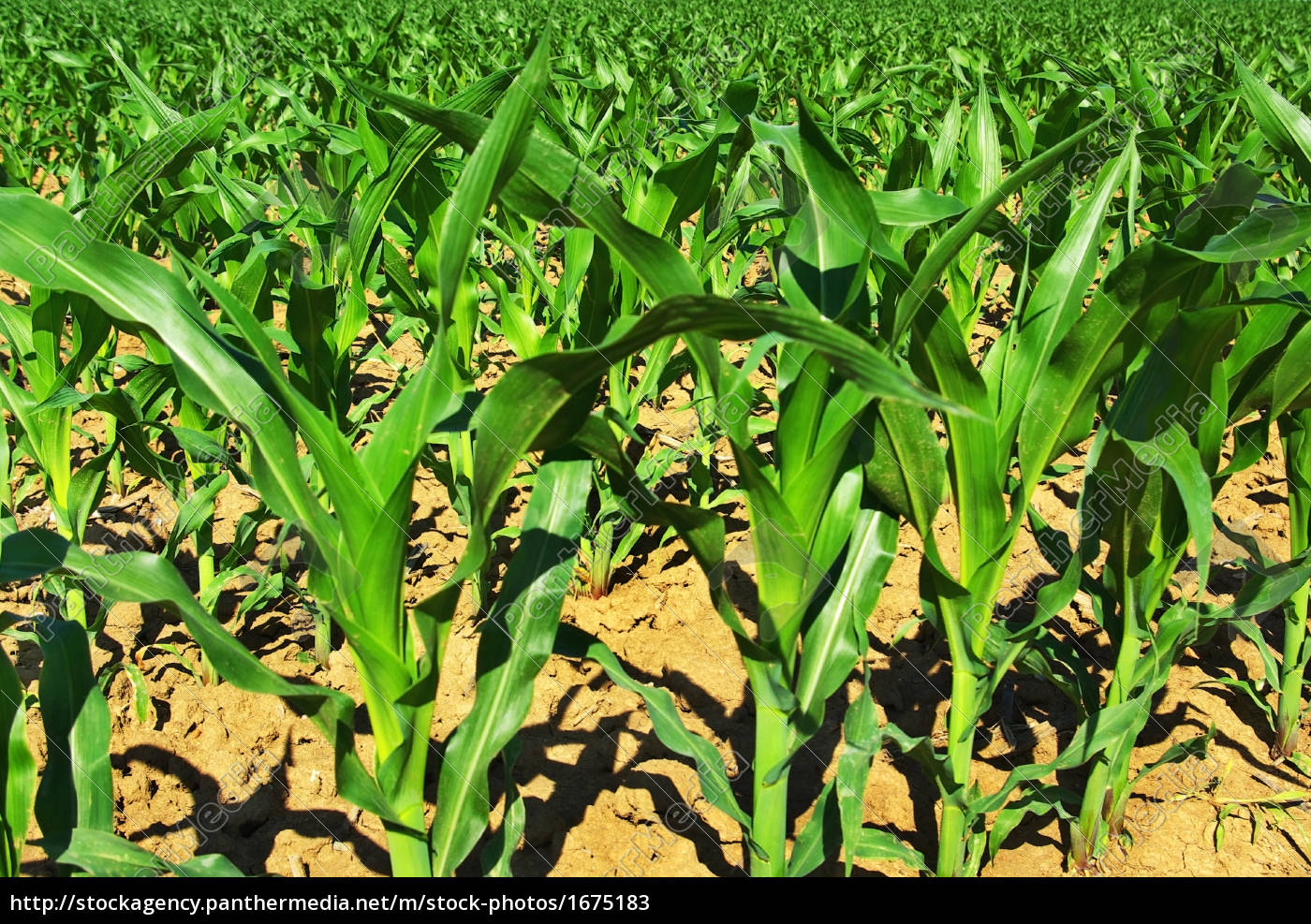 field-of-young-corn-plants-stock-photo-1675183-panthermedia