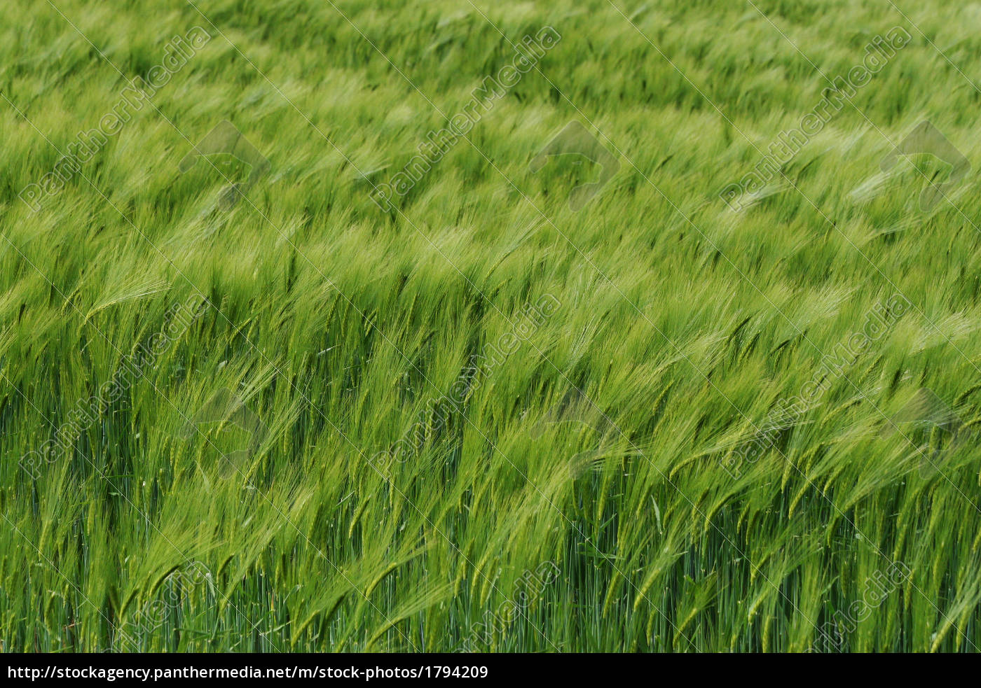 Wind In The Field Stock Photo Panthermedia Stock Agency