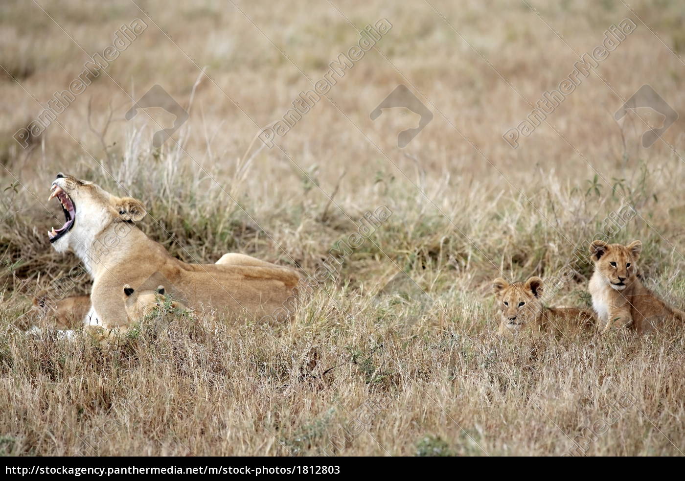 female Lion and lion cub - Stock Photo - #1812803 | PantherMedia Stock ...