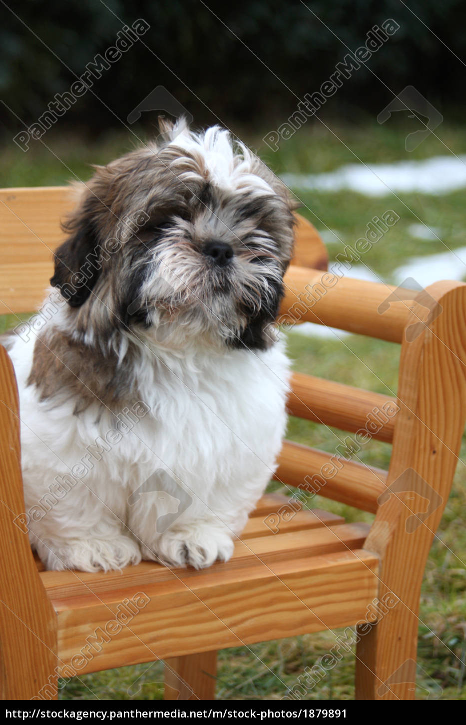 Shih Tzu Puppy Stock Photo 1879891 Panthermedia Stock Agency