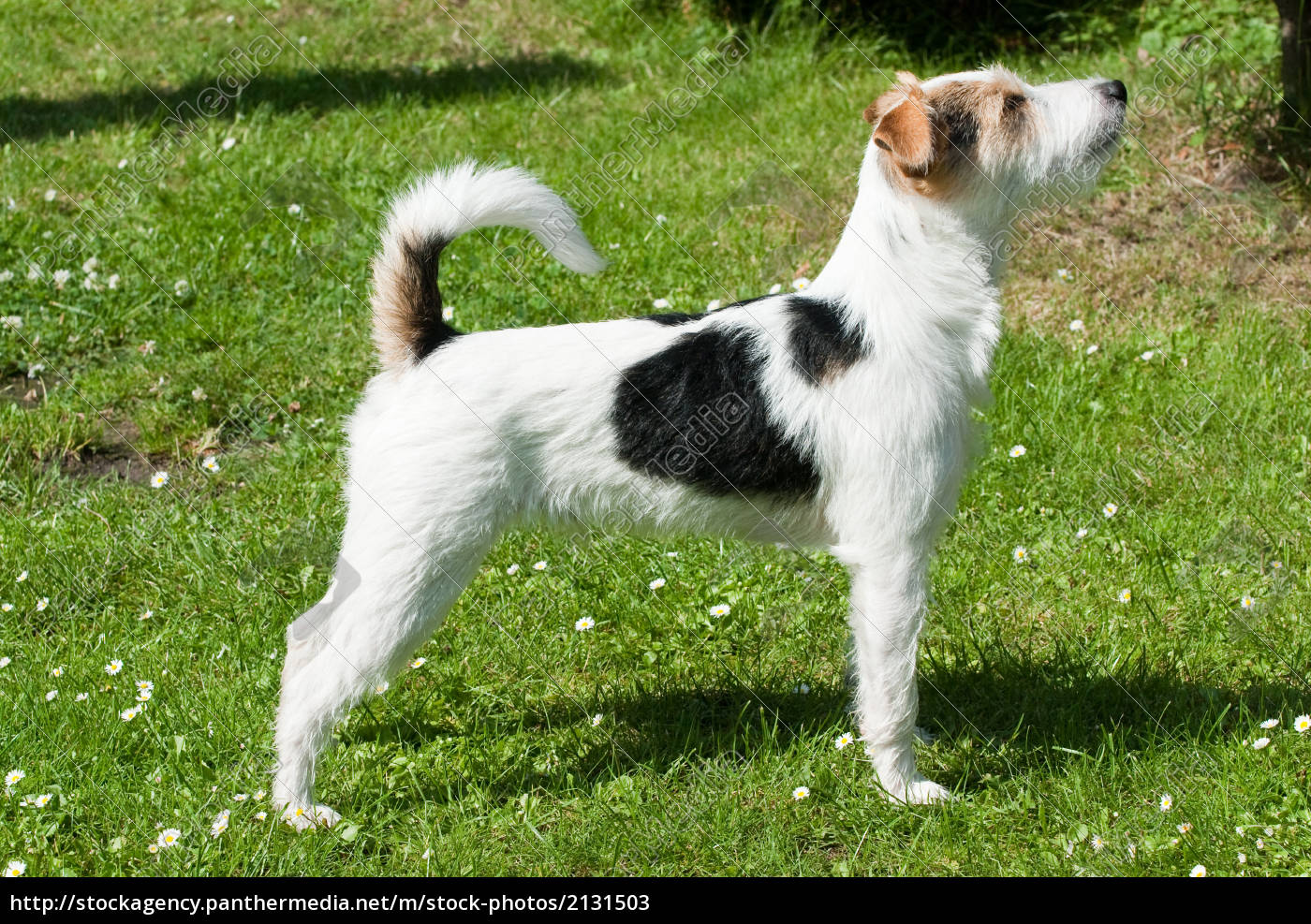 Parson Russell Terrier Royalty Free Image 2131503