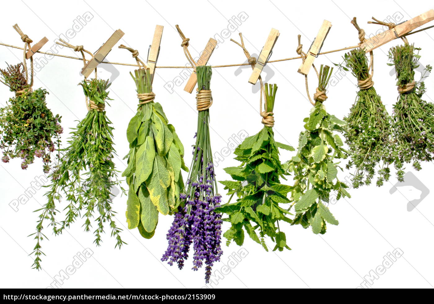 fragrant-herbs-stock-photo-2153909-panthermedia-stock-agency