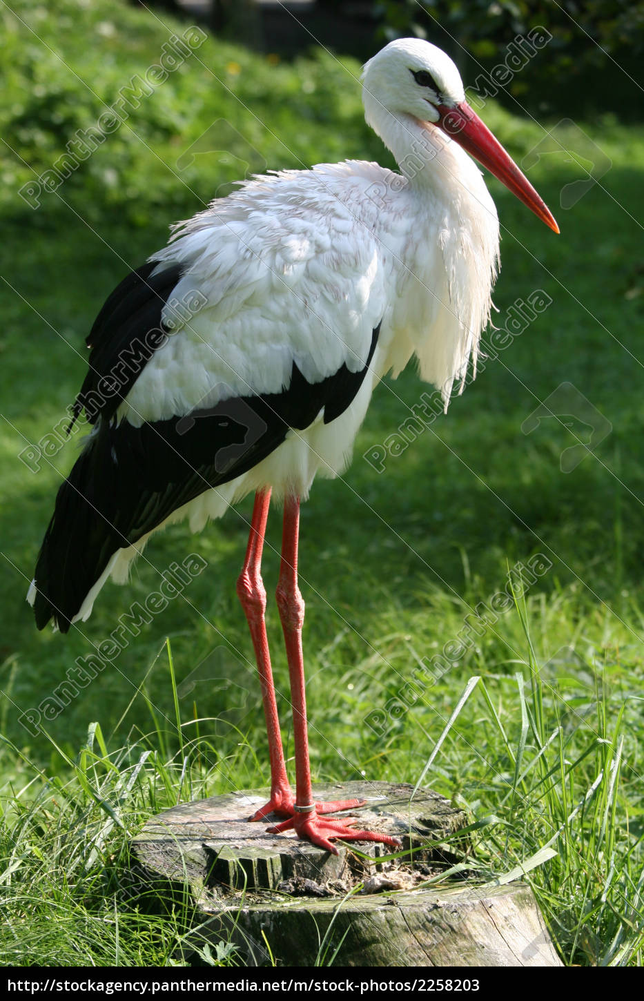 Storch Not Salad Stock Photo Panthermedia Stock Agency