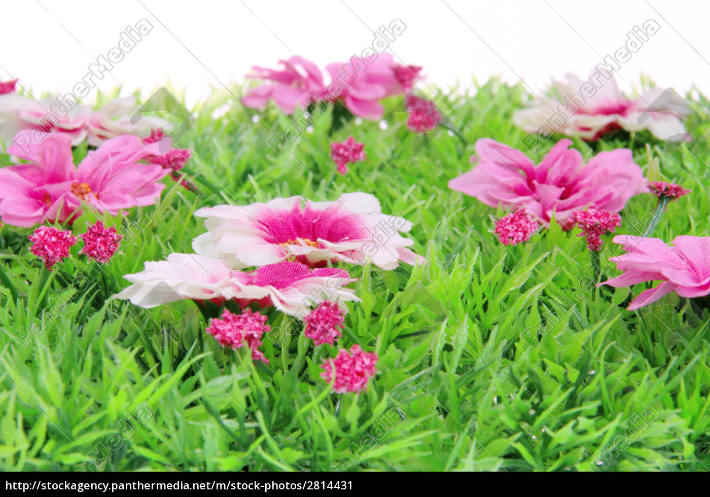 Blumenwiese Flower Meadow 06 Stock Photo Panthermedia Stock Agency