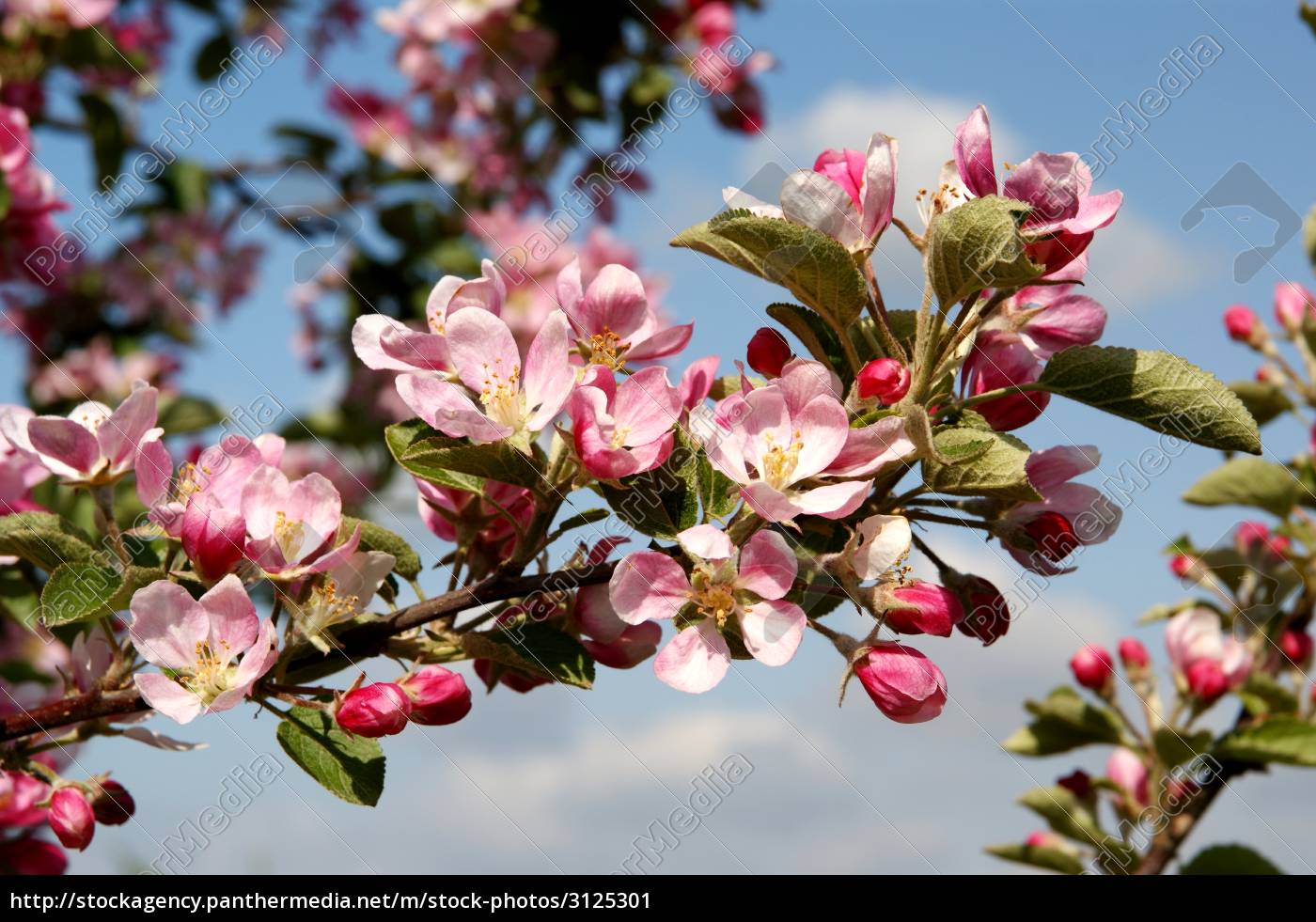 Pink Apple Blossom Royalty Free Image Panthermedia Stock Agency