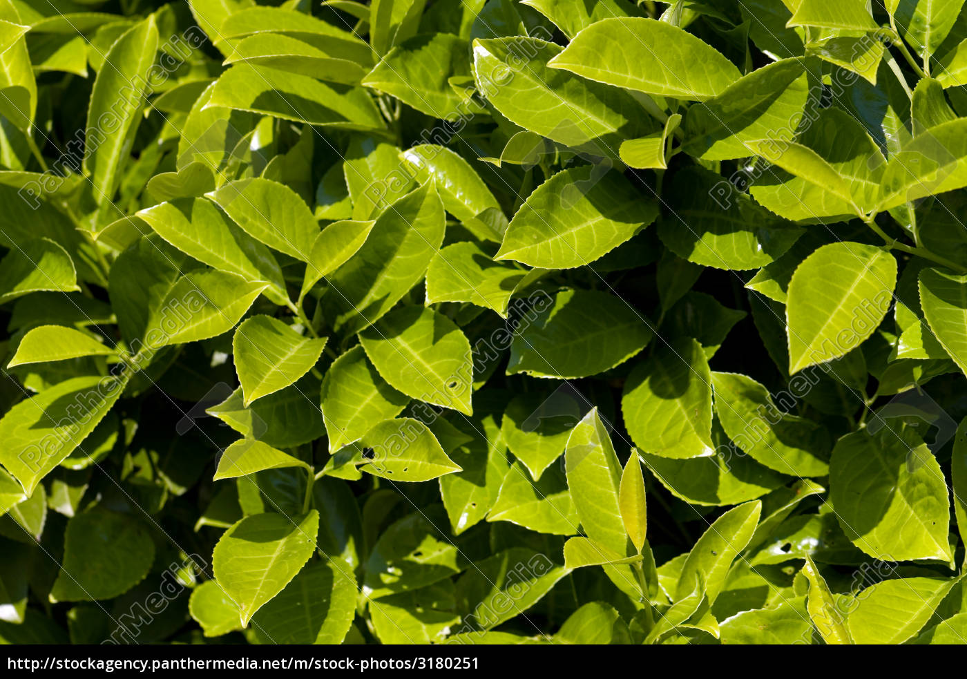 Cherry Laurel Leaf In The Garden Stock Photo 3180251 Panthermedia Stock Agency