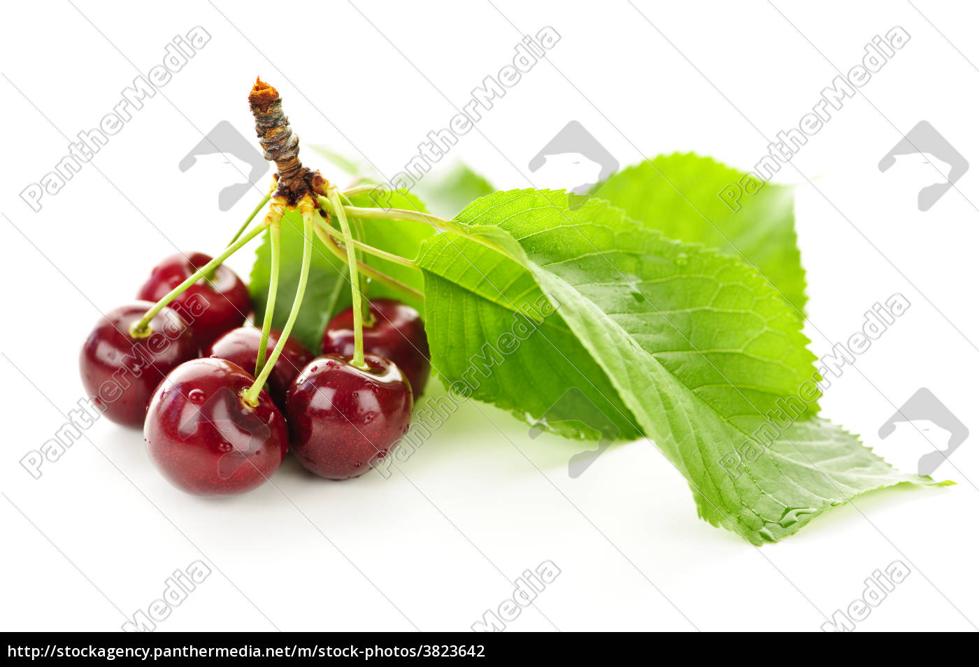 Fresh Cherries Stock Image Panthermedia Stock Agency