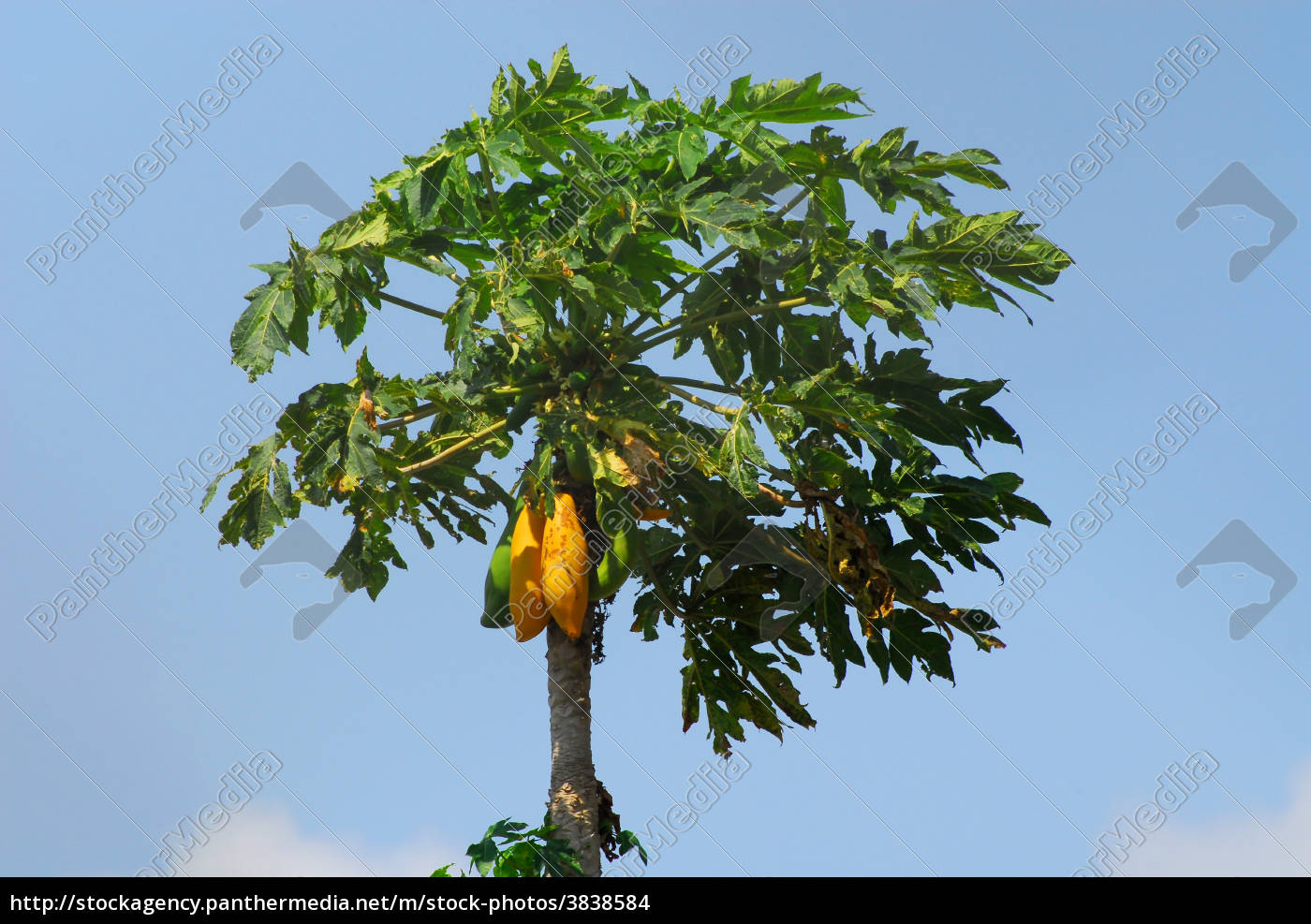 Papaya Tree Royalty Free Photo 3838584 Panthermedia Stock Agency