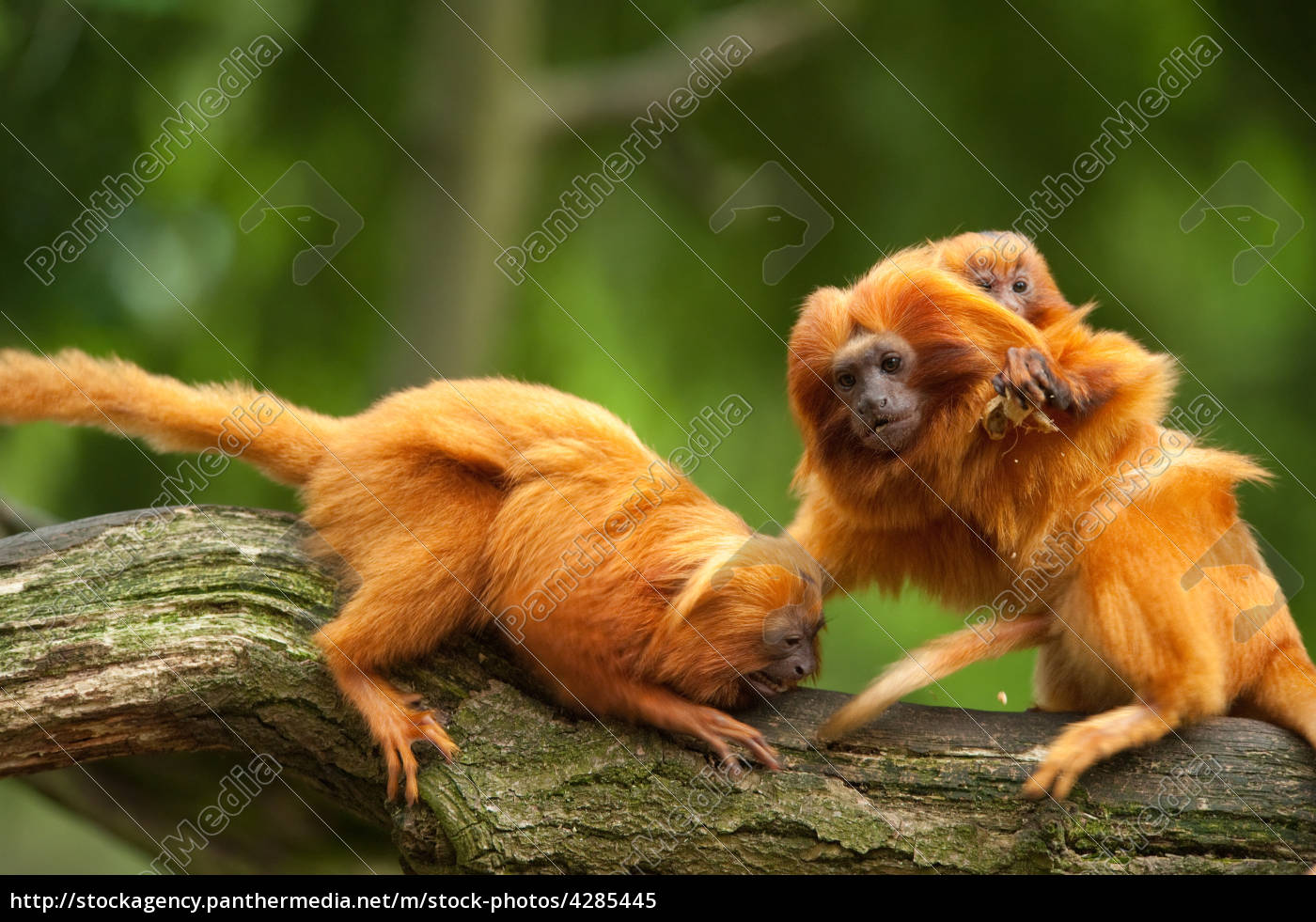 Cute Golden Lion Tamarins With Baby Stock Photo Panthermedia Stock Agency