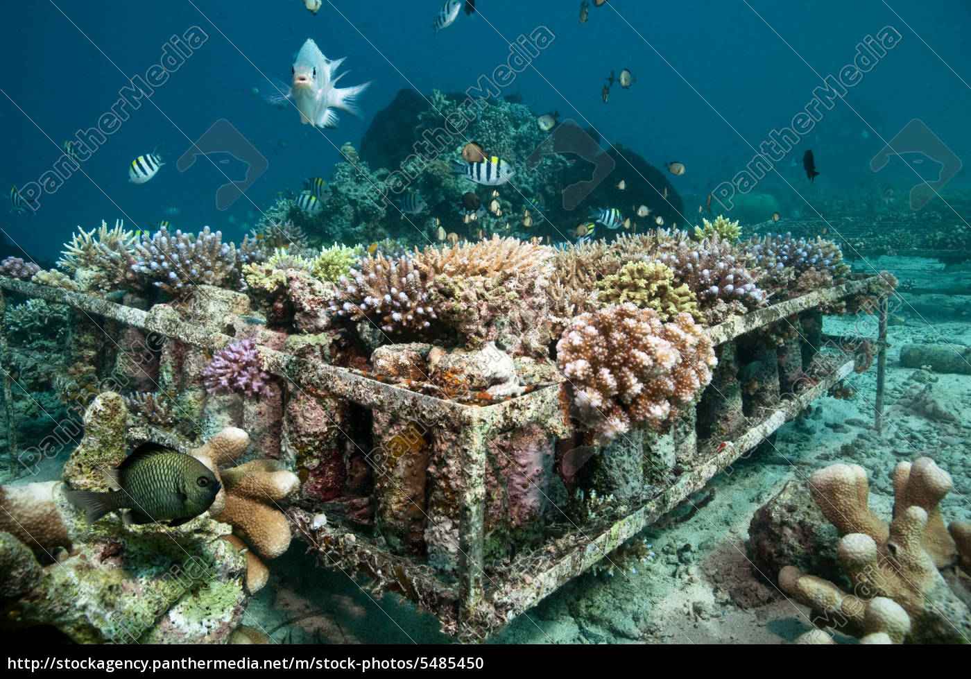 Artificial Coral Reef Stock Image 5485450 PantherMedia Stock Agency   ~artificial Coral Reef 05485450 High 