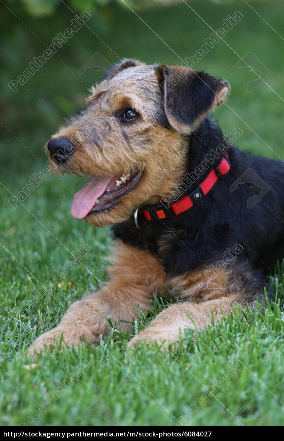 airedale terrier puppy