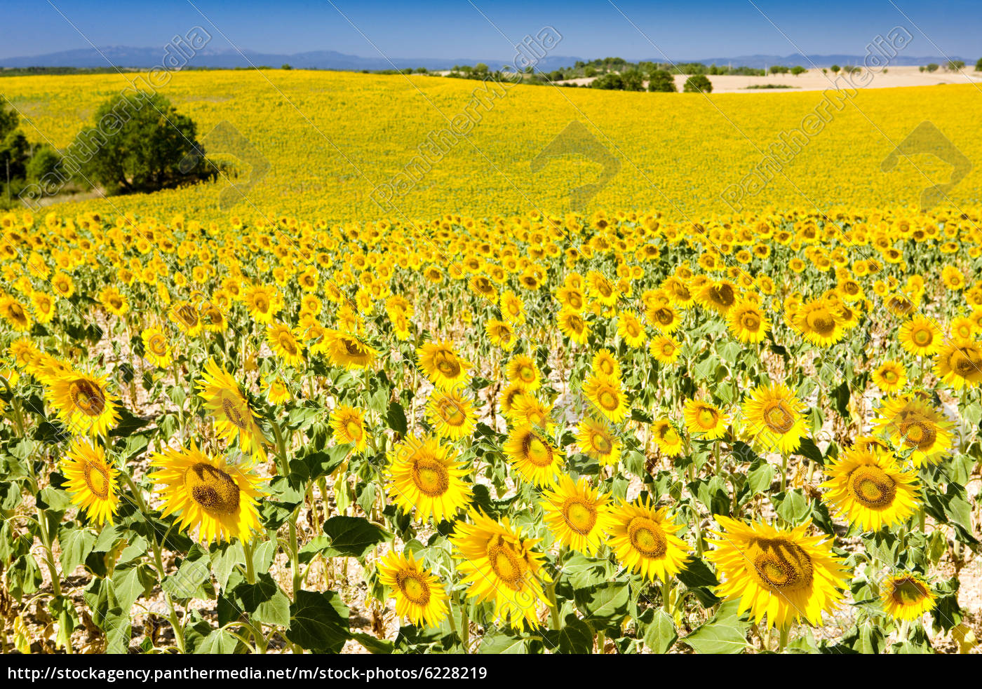 sunflower field Provence France Royalty free image 6228219