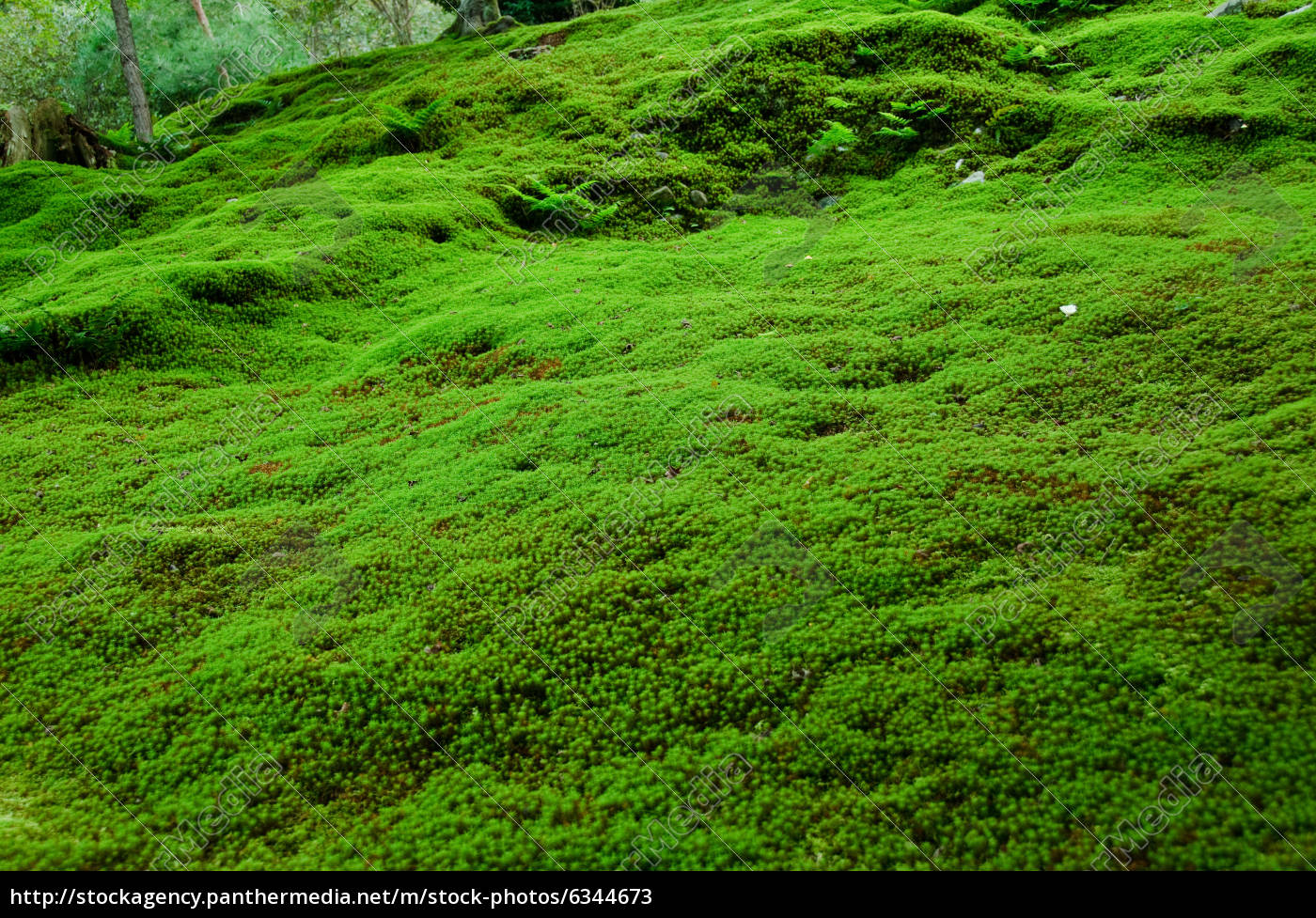 Carpet Moss