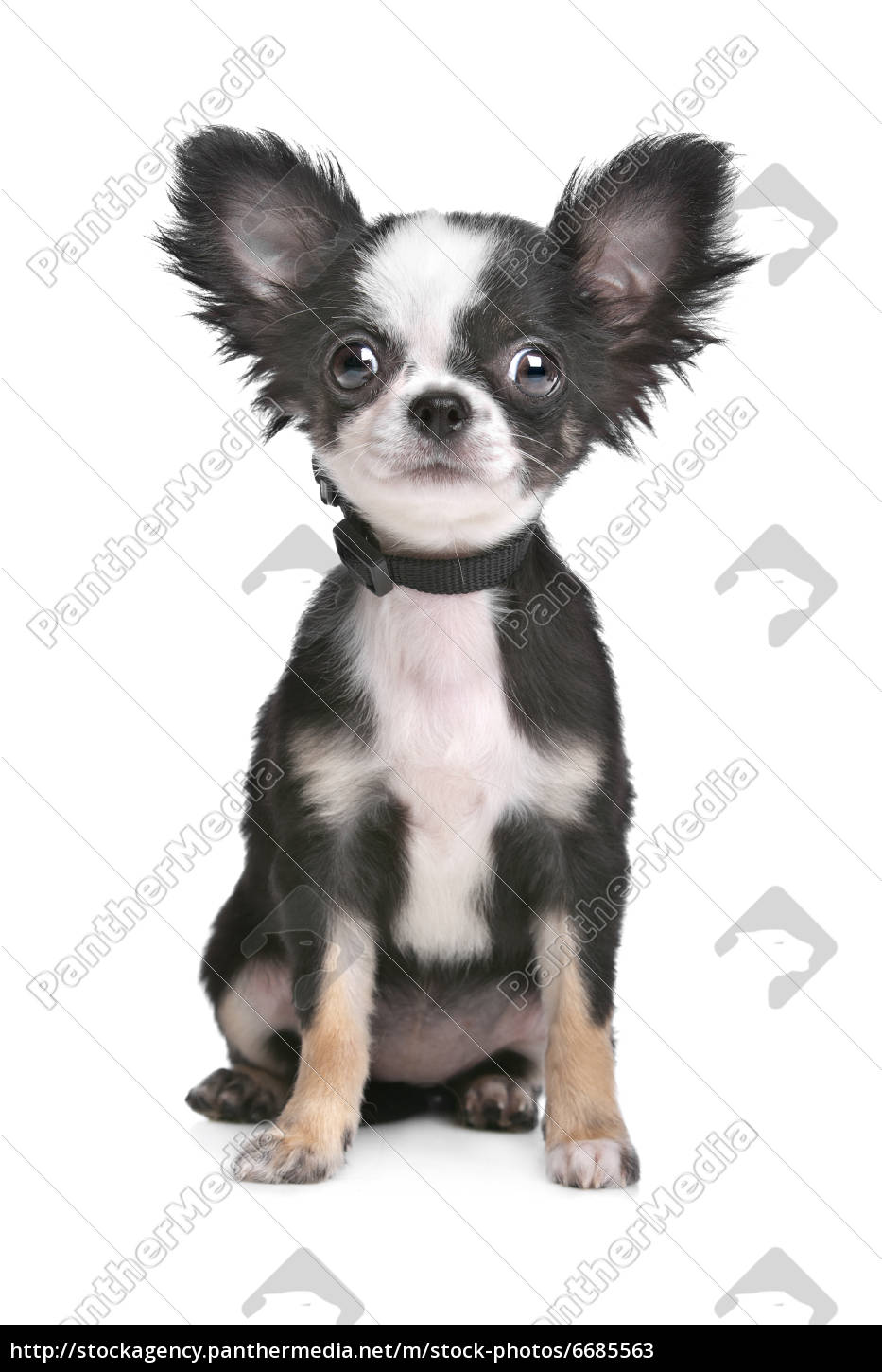 Black and white long best sale haired chihuahua