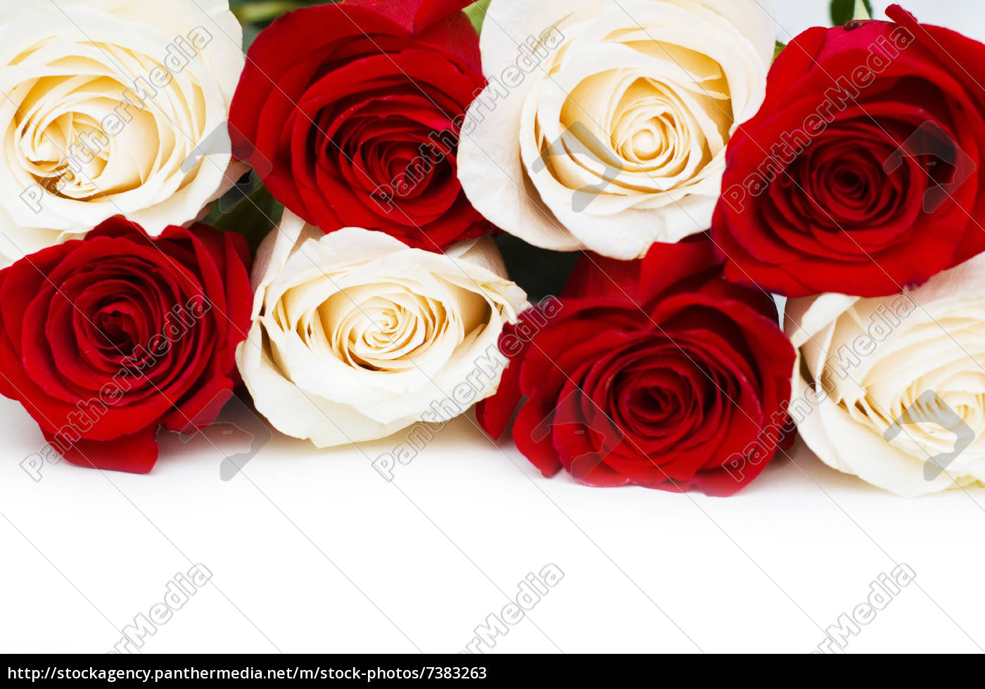 Red And White Roses Isolated On White Stock Photo 7383263