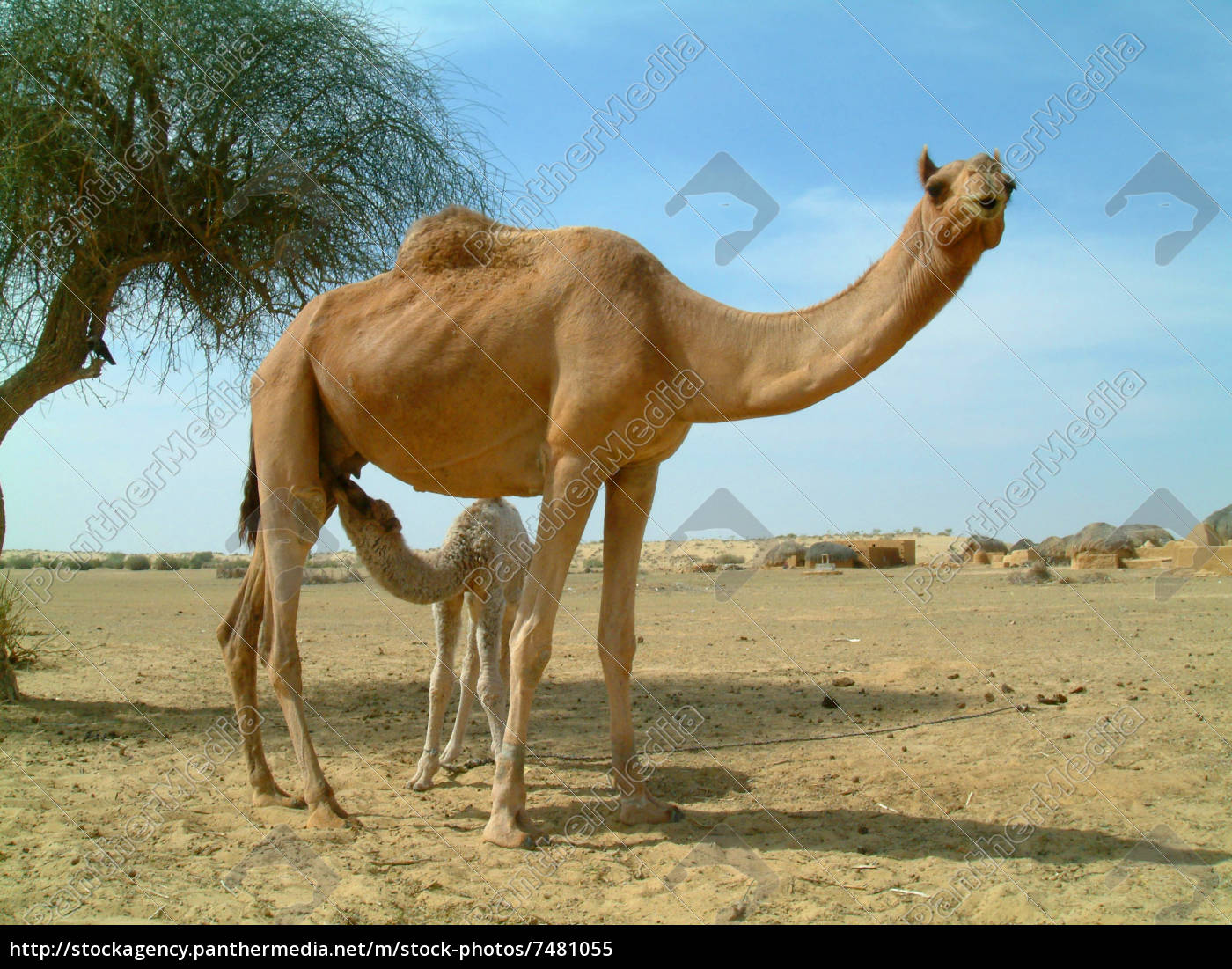 camel and baby