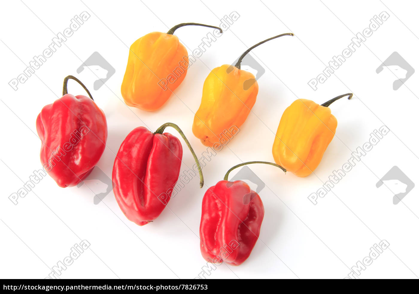 Habanero Chilis Capsicum Chinense Stock Photo 7826753 Panthermedia Stock Agency