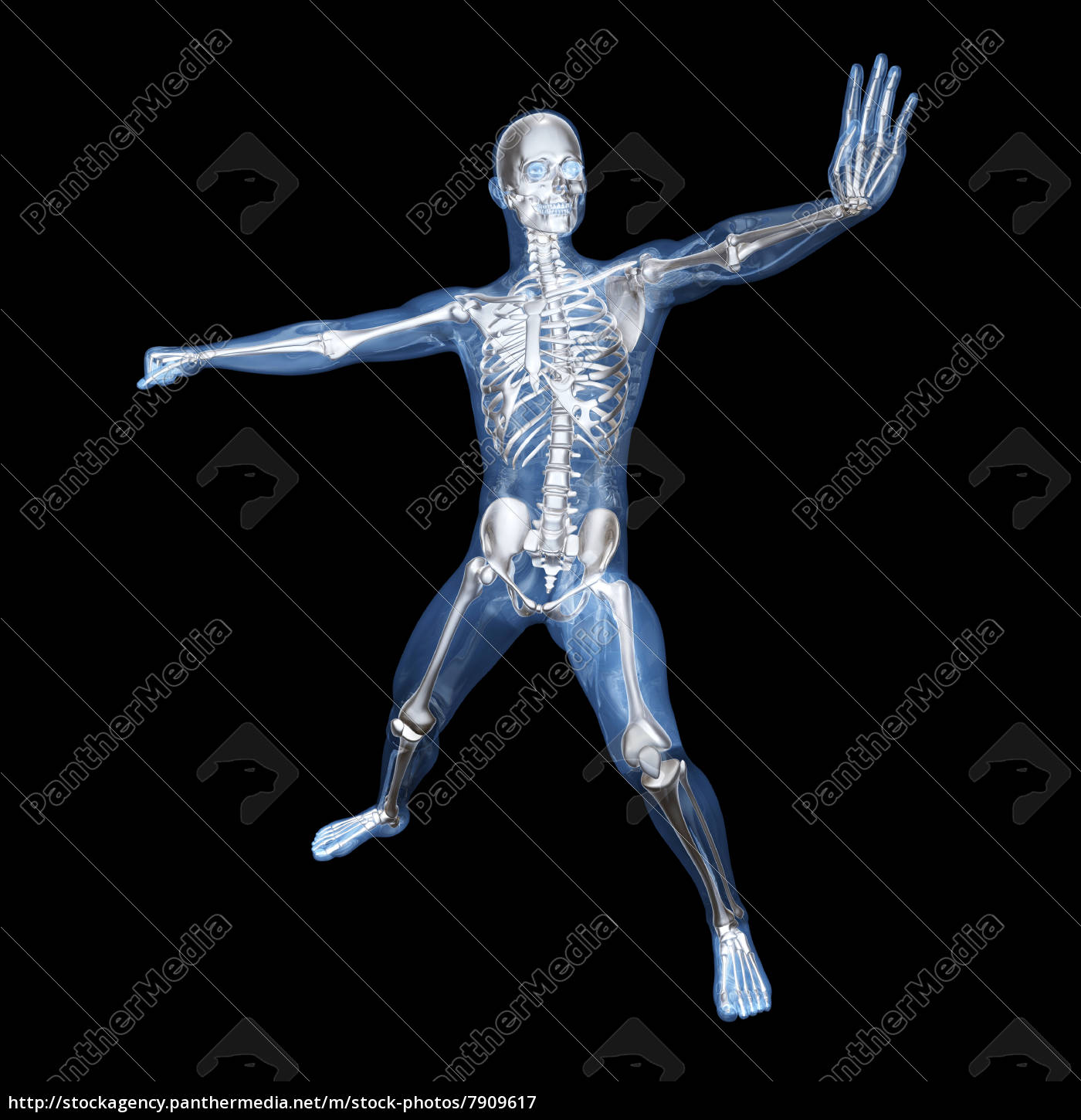 Anatomy - Martial Arts - Royalty free image - #7909617 | PantherMedia