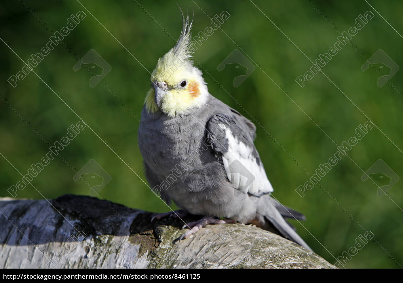 Grey parakeet best sale