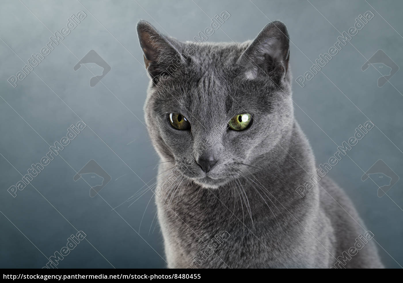 Russian Blue Cat Stock Photo 8480455 Panthermedia Stock Agency