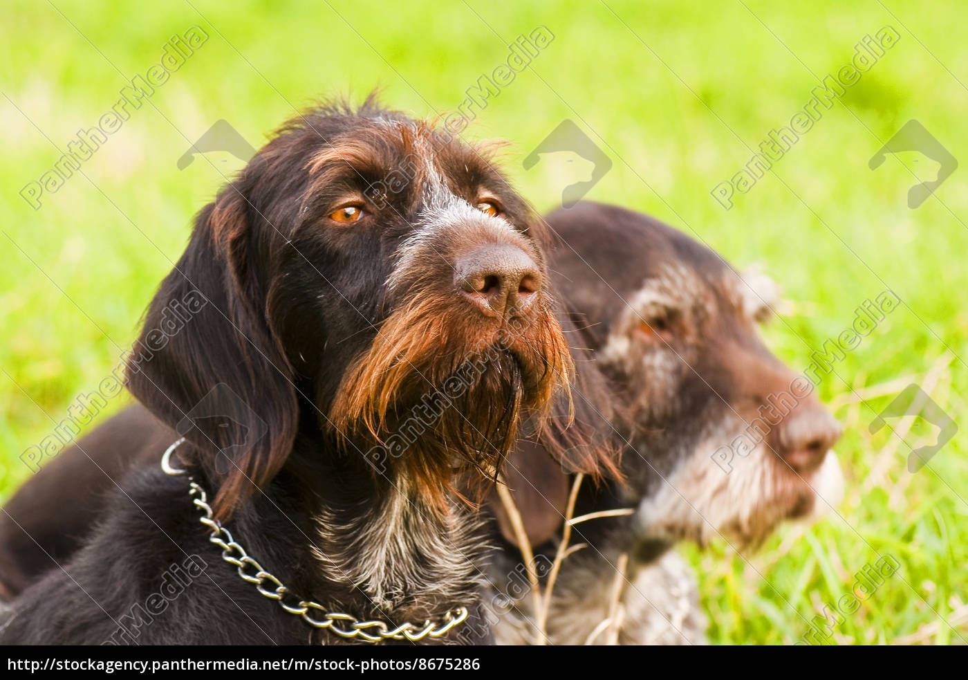 German Wirehaired Pointer On Meadow Royalty Free Image 8675286 Panthermedia Stock Agency