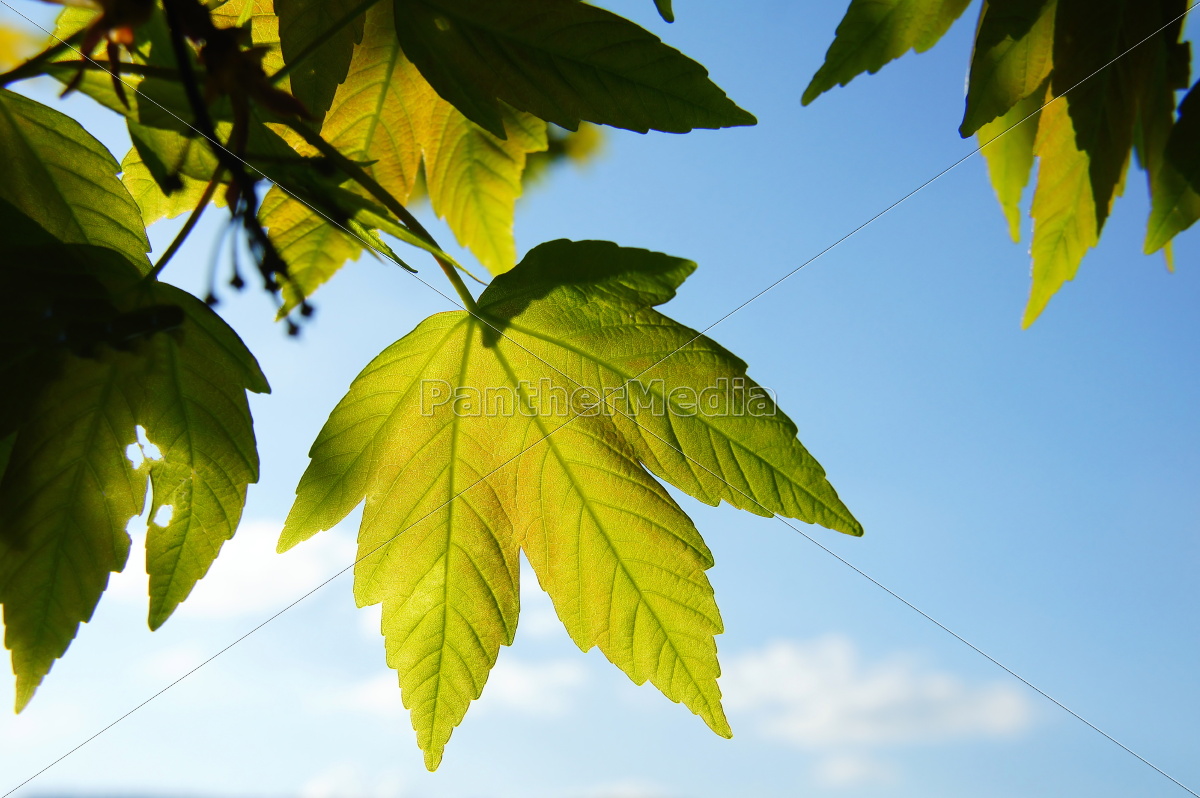 Sycamore Leaves In Backlight R N Royalty Free Image Panthermedia Stock Agency