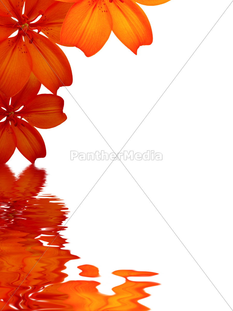 Flowers Background Reflecting In Water Royalty Free Photo Panthermedia Stock Agency