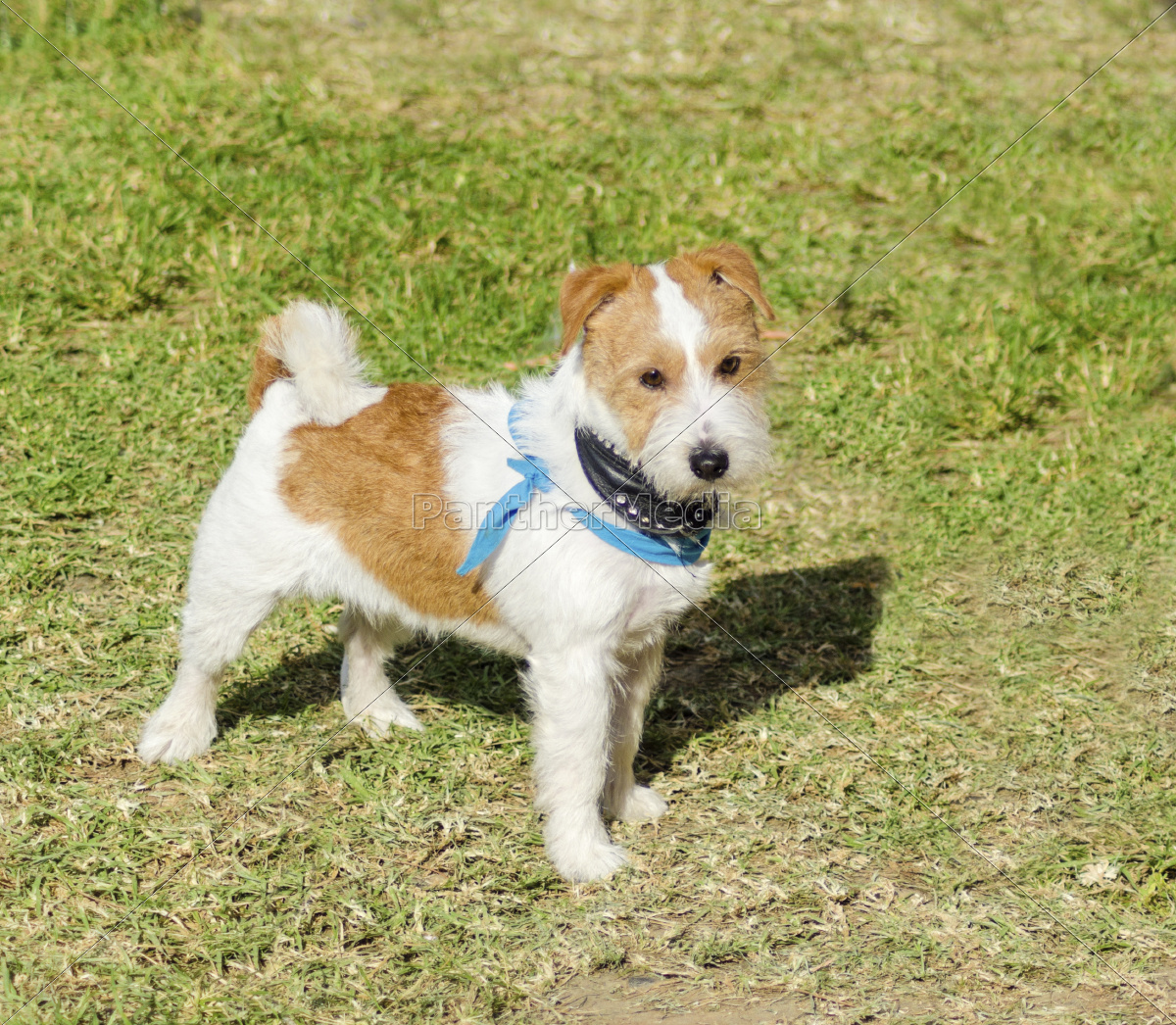 Top Blogz Jack Russell Terrier Price In India