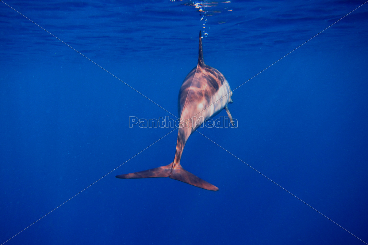 Delfin From Behind In The Blue Sea Rights Managed Image Panthermedia Stock Agency