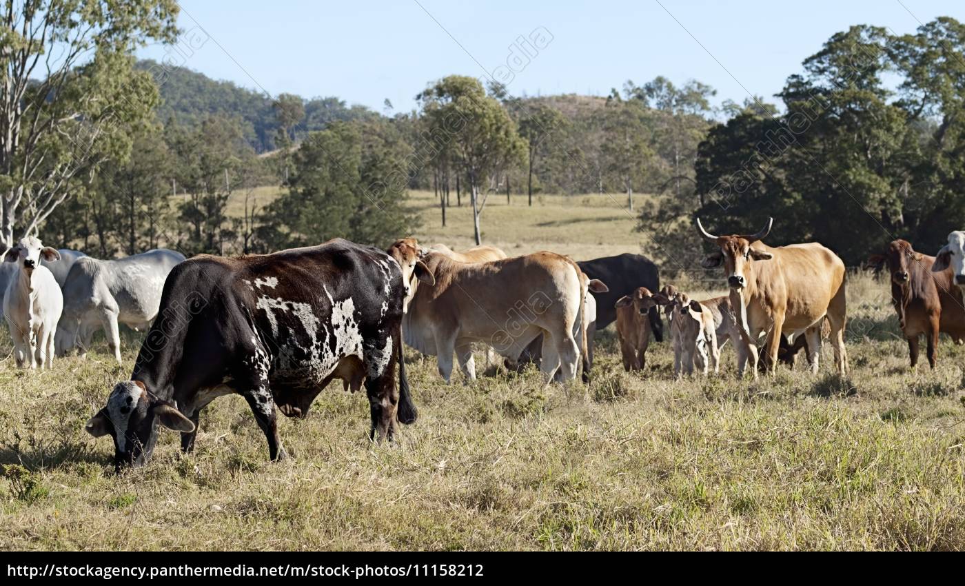 raising brahman cattle