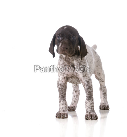 German Shorthaired Pointer Puppy Royalty Free Image 11323245