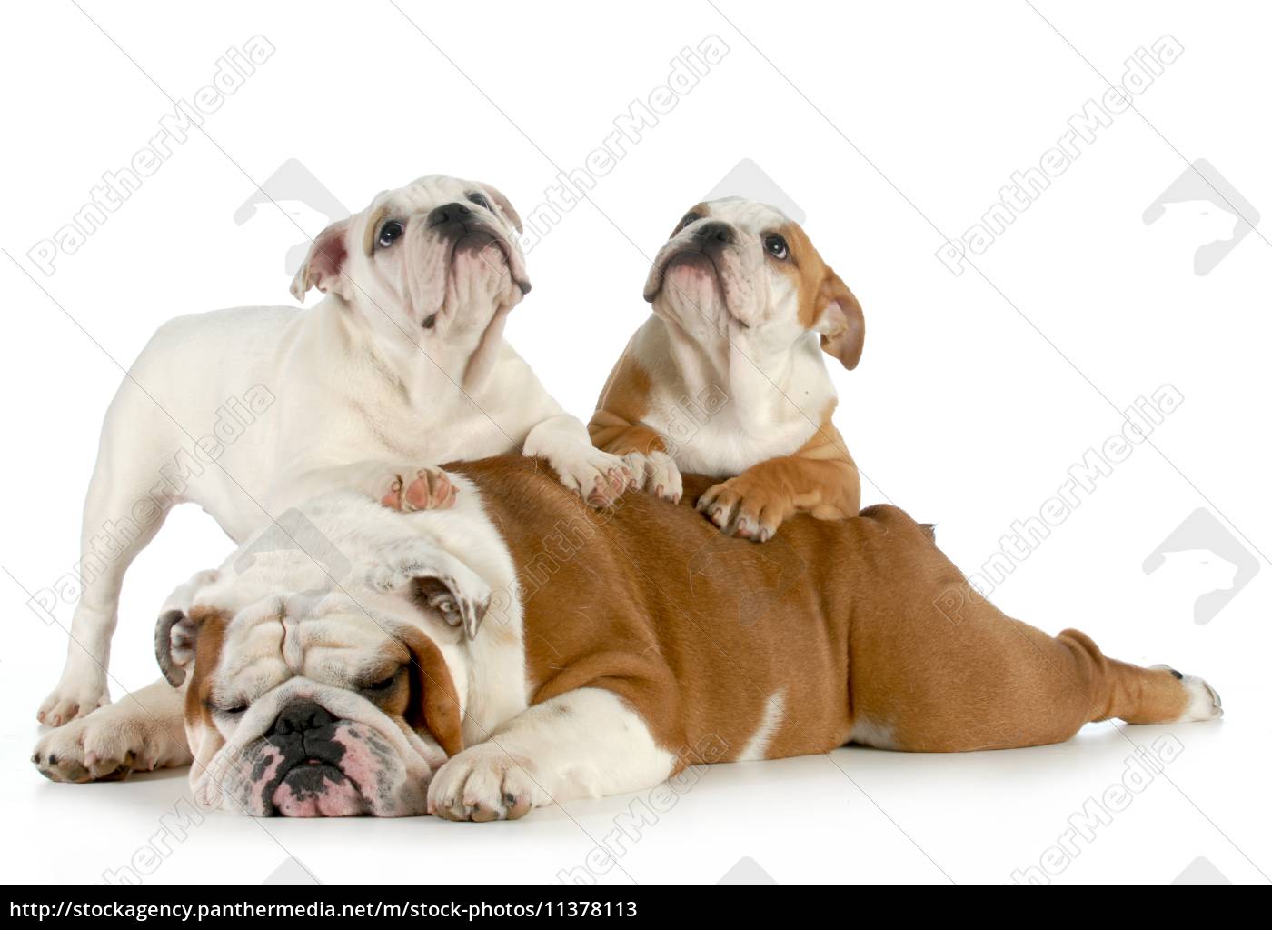 english bulldog family