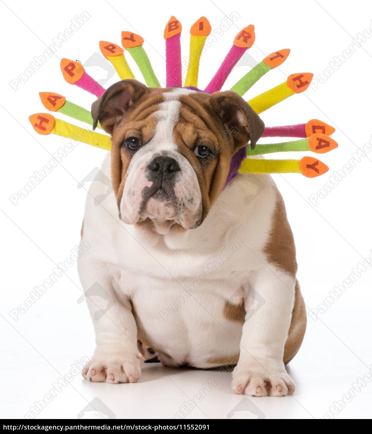 Stræbe program erindringer birthday dog - Royalty free image - #11552091 | PantherMedia Stock Agency