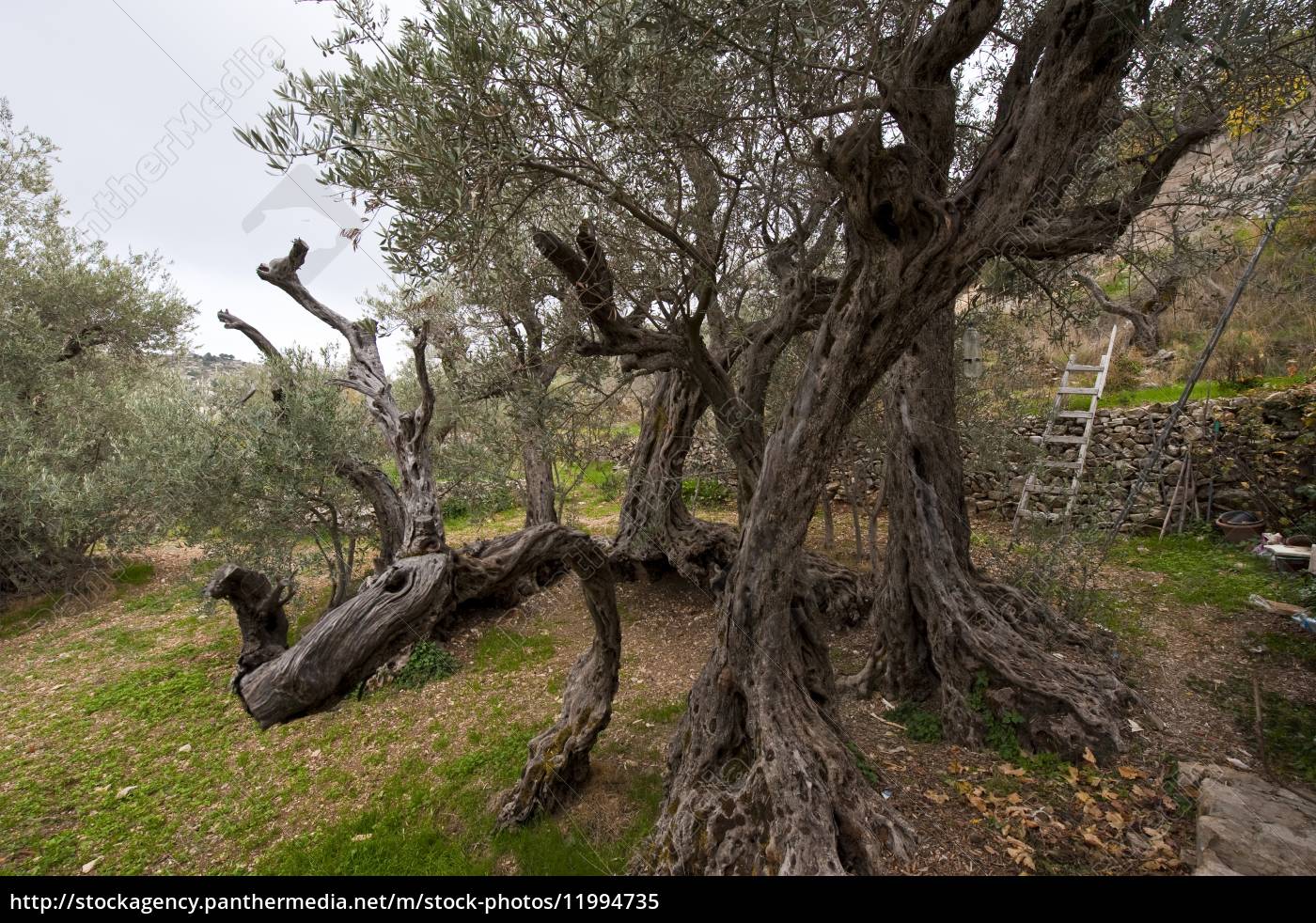 Ancient Olive Tree - Olives Unlimited