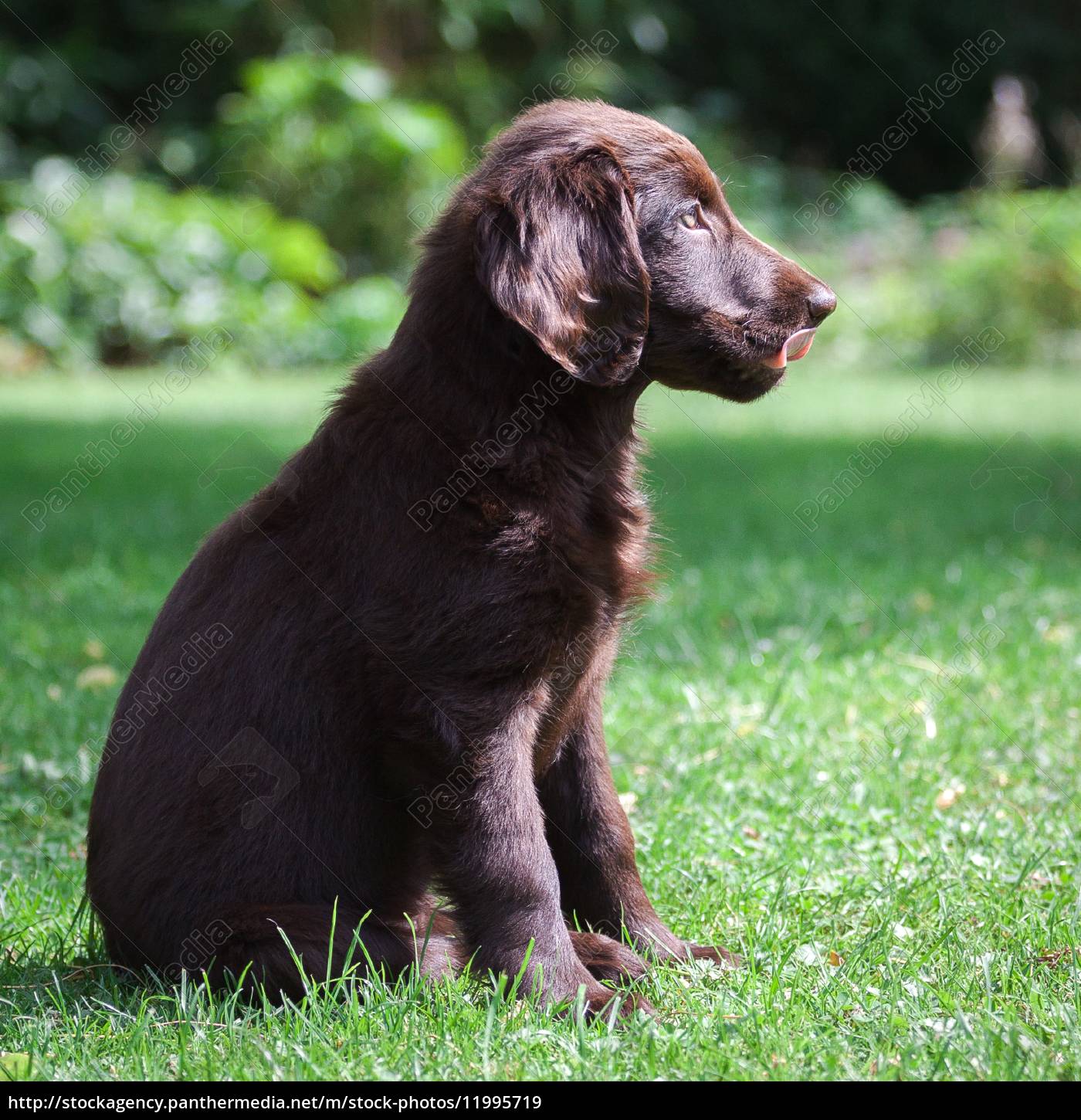 Flat coated outlet retriever gold